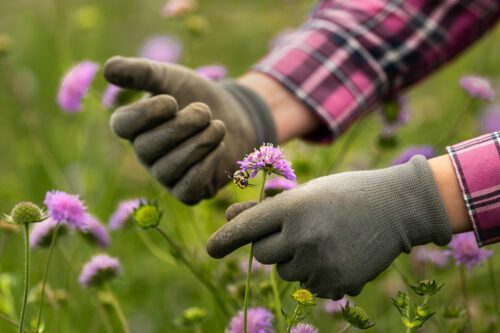 Händer med trädgårdshandskar håller en lila blomma i en grönskande trädgård.
