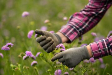 Pratensis högupplösta Fotograf Maria Lindberg Person med grå trädgårdshandskar håller en lila blomma i ett blomsterfält.