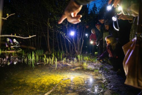 Martina Kiibus, naturguide En grupp människor med ficklampor tittar på en damm i skogen under kvällen, med en hand som pekar mot dammen.