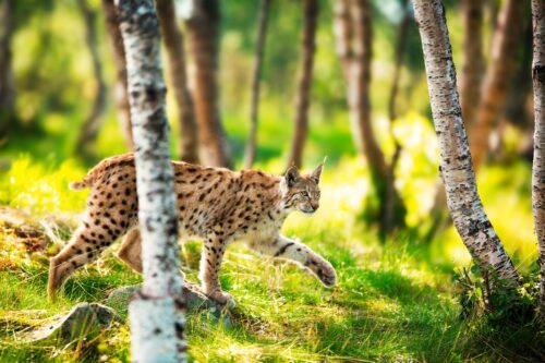 Eurasian,Lynx,Sneaks,Or,Stalking,In,The,Green,Forest.