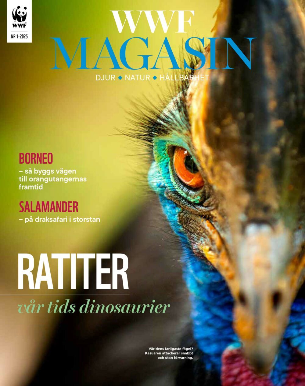 WM_0125_01_web Omslag av en WWF Magasin med närbild på huvudet av en ratit med blå och gröna fjädrar. Texten på omslaget lyder: "WWF Magasin", "Ratitter - Vår tids dinosaurier".