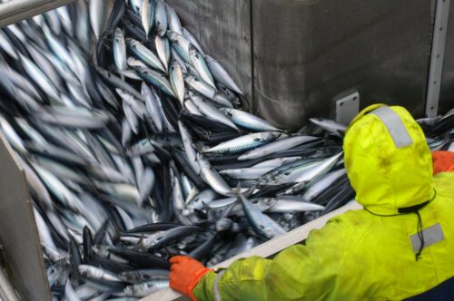 WWF uppmanar till att låta bli all makrill och vårlekande norsk sill.