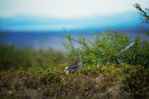 En dubbelbeckasin står på en grön buske i ett öppet landskap med suddig bakgrund av himmel och vegetation.