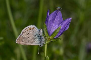 Den stora blåklockan är en viktig källa till nektar för pollinerande insekter. Fröblandningar av bland annat blåklocka, åkervädd och väddklint ska tas fram i ängsfröprojektet. Foto: Ola Jennersten/WWF