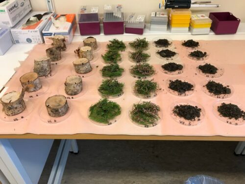 Studie av DNA på barmark. Olika naturmateria upplagda på ett bord