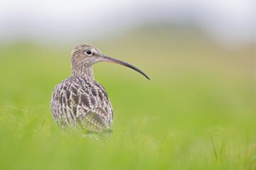 A portrait of a curlew resting in a meadow during bird migration.