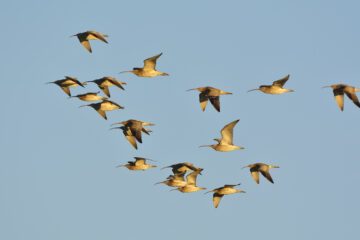 Curlew, Numenius arquata