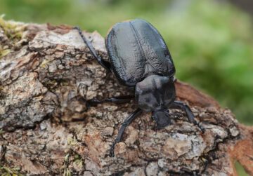 Läderbagge foto Stanislav Snäll En svart skalbagge kryper på en träbit med en grön bakgrund.