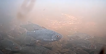 Livefisk