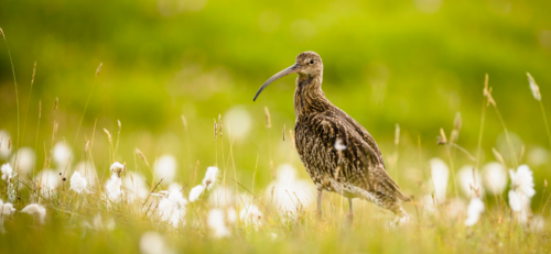 Side view of Eurasian Curlew (numenius arquata) in Common Cotton grass