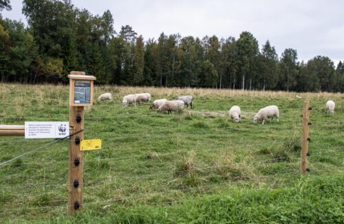 Bild på rovdjursavvisande stängsel, med vita får i hagen.