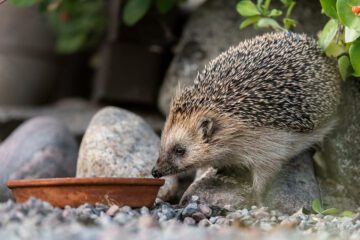 Igelkott_Foto Ola Jennersten WWF2