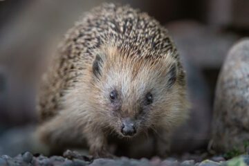 Igelkott_Foto Ola Jennersten WWF3