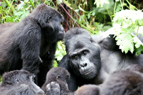 Bergsgorillor i Bwindi, Uganda.