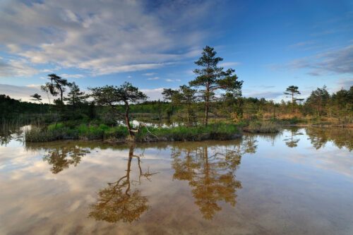 Hydrogen sulphide (H2S) pond with trees reflected in water, Bog forest, Kemeri National Park, Latvia, June 2009