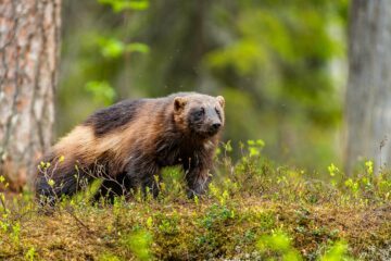 En järv går på mark täckt av mossa i en skogsmiljö med gröna växter i bakgrunden.