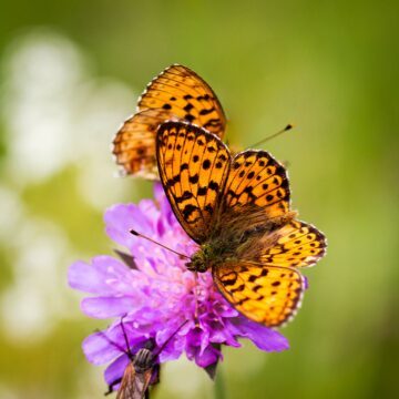 Två orangea fjärilar med svarta fläckar sitter på en lila blomma mot en suddig grön bakgrund.