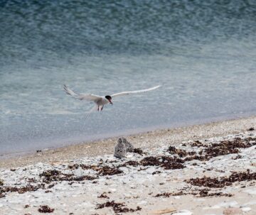 En sjöfågel flyger nära vattenytan vid en stenig strand med tång och grus.