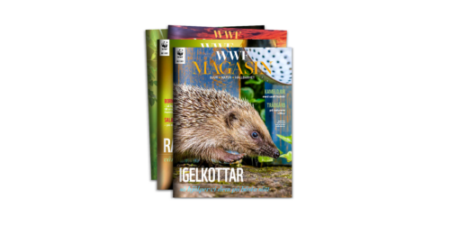 WWF Magasin stack 2-25