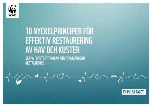 10-nyckelprinciper-för-effektiv-restaurering-av-hav-och-kuster 10 nyckelprinciper för effektiv restaurering av hav och kuster