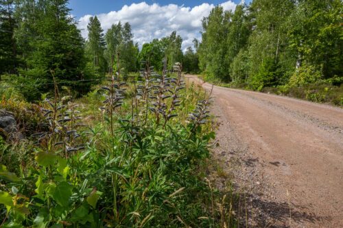 En grusväg kantad av höga växter och grönska, med skog på båda sidor under en blå himmel med vita moln.