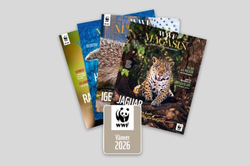 WWF Vän 2026 4 WWF magasin och ett klistermärke