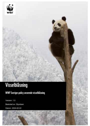 Visselblåsning 2025 Omslagsbilden till ett dokument. Bilden visar en panda som sitter högst upp i ett träd med snötäckta berg i bakgrunden. Text i bilden: "Visselblåsning WWF Sveriges policy avseende visselblåsning. Version 1.0, Beslutad av: Styrelsen, Datum:"