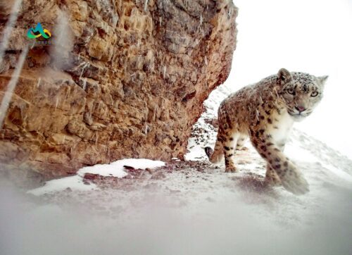 En snöleopard och snö som faller