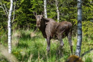 A moose (Alces alces), bull. En älg står i grönt gräs, bland flera björkträd. Älgen står i profil, med blicken mot kameran.