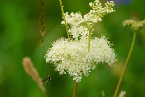 En vit blomma (Älggräs) med små, fluffiga blommor på gröna stjälkar i en somrig, grön bakgrund. En liten insekt flyger nära blomman.