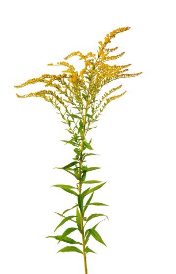 Gullris, en grön stjälk med smala blad och gula blommor som växer i klasar längst upp, mot en vit bakgrund.
