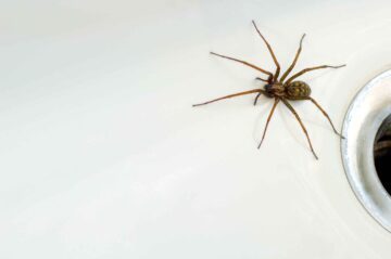 En brun spindel (husspindel) med långa ben kryper på en vit yta.