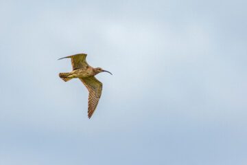 Småspov som flyger med vingarna utspända mpt blå himmel