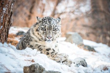 Snöleopard som ligger ned i snö och tittar in i kameran.