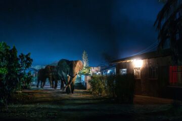 En elefant går genom en upplyst gård på natten, omgiven av buskar och byggnader med tända lampor.