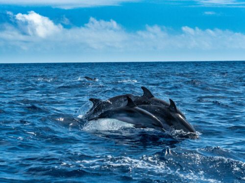Jumping spotted dolphins with calf Delfiner hoppar tillsammans i ett blått hav under en klarblå himmel.