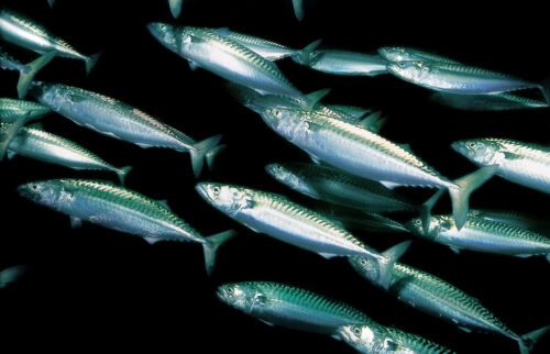 WWF uppmanar till att stoppa fisket helt av makrill i Nordostatlanten. Foto: Erling Svensen / WWF