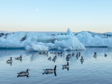 Arktiska prutgäss i glaciärlagunen Jökulsárlón (Island), vid midnatt.