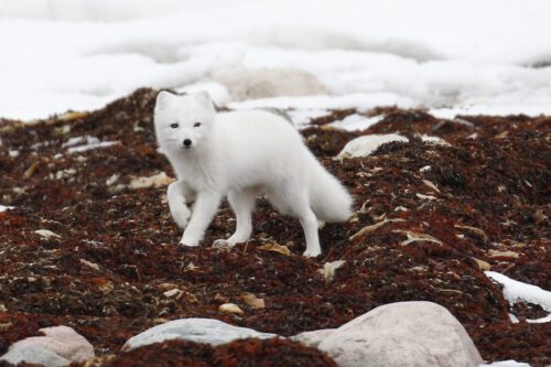 Arctic fox (Vulpes lagopus) in Churchill, Manitoba, Canada
