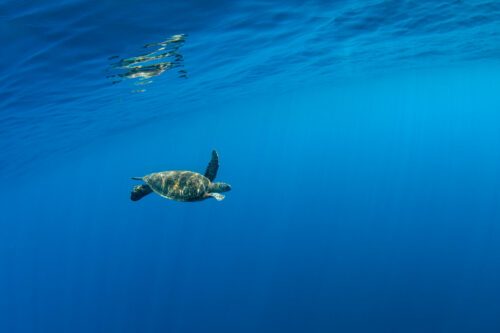En grön havssköldpadda (Chelonia mydas) simmar ensam i klart blått vatten vid ön Xiaoliuqiu i Taiwan. Arten är utrotningshotad och skyddad enligt IUCN och CITES. Bilden visar ett öppet marint habitat utan koraller eller människor i bild.