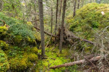 Old-growth forest, in Styggforsens nature reserve.