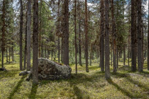 gammal skog lappland