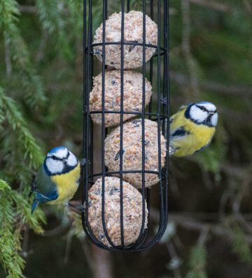 Blåmesar som äter på en talgboll.