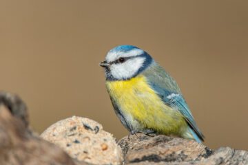 Blåmes som äter på en talgboll