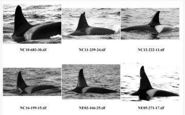 Foto-ID av olika späckhuggar- individer. Alla har ärr eller andra kännetecken som gör att de kan särskiljas. WWF magasin - personliga bilder