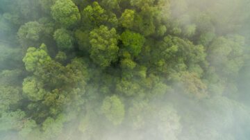 Vy ovanifrån över regnskog