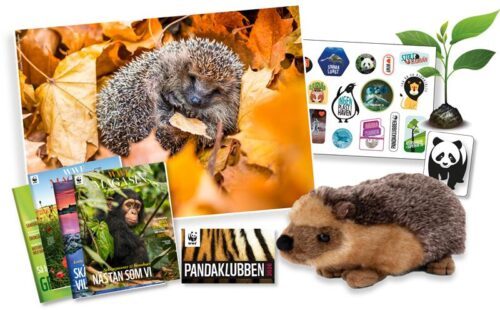 Pandaklubben medlemspaket Bild på affisch med igelkott som ligger i höstlöv, omgiven av bilder och föremål inklusive ett mjukdjur och klistermärken.