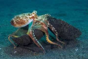 Veined octopus (Amphioctopus marginatus) using two halves of a coconut as a home. Lembeh Strait, North Sulawesi, Indonesia. Molucca Sea. © Alex Mustard / naturepl.com / WWF