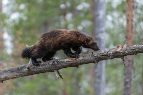 Wolverine (Gulo gulo)Kuhmo, Finland. Wolverine (Gulo gulo) Kuhmo, Finland. Foto: Ola Jennersten.