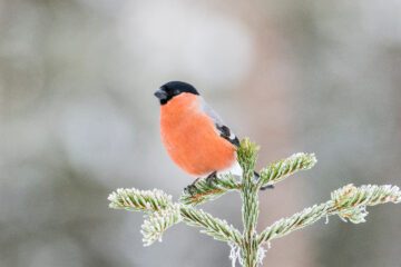Eurasian bullfinch (Pyrrhula pyrrhula), male. Eurasian bullfinch (Pyrrhula pyrrhula), male. Eurasian bullfinch (Pyrrhula pyrrhula). Domherre. © Ola Jennersten / WWF-Sweden